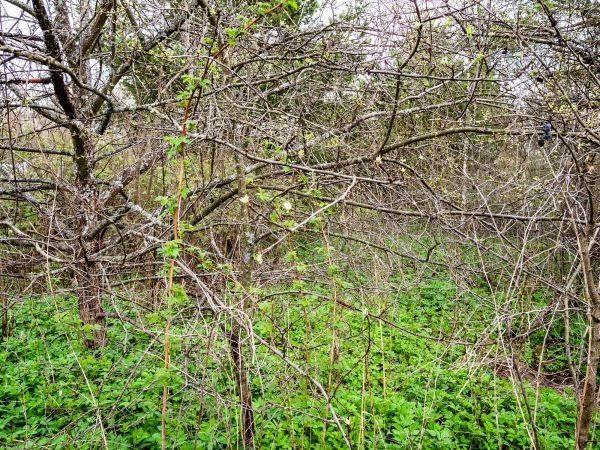Underbrush Clearing in Stockton