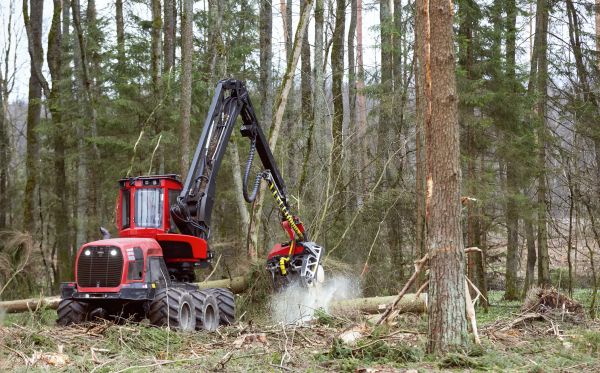 Cost of Forest Clearance Service in Stockton